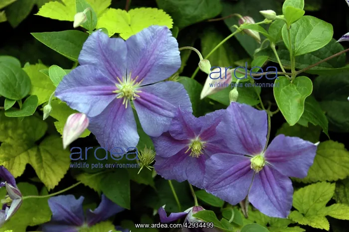 : Clematis - Perle D'Azur' : Clematis - Perle D'Azur'