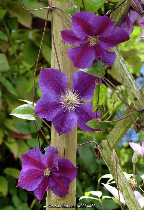 : Clematis - Perrins Pride : Clematis - Perrins Pride