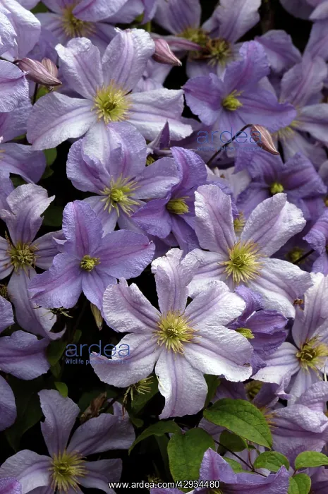 : Clematis - Prince Charles : Clematis - Prince Charles