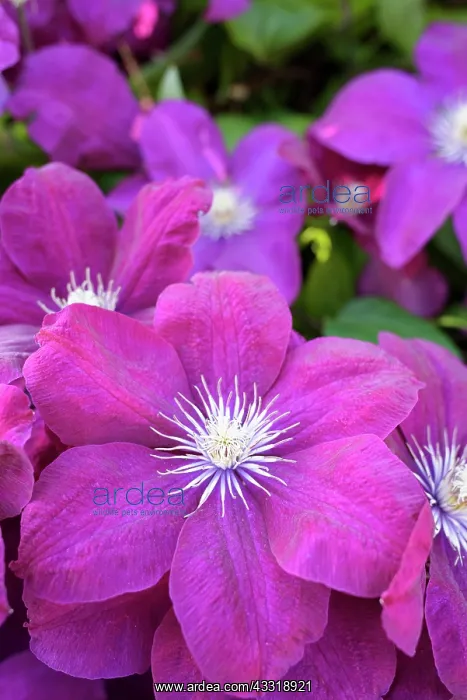 : Clematis Rouge Cardinal, Clematis Rouge Cardinal : Clematis Rouge Cardinal, Clematis Rouge Cardinal