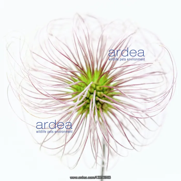 : Clematis Seed Heads - on white studio background : Clematis Seed Heads - on white studio background