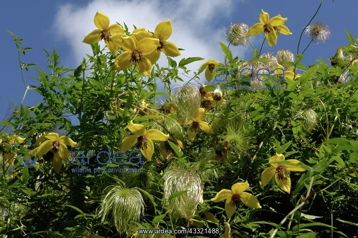 : Clematis tangutica : Clematis tangutica