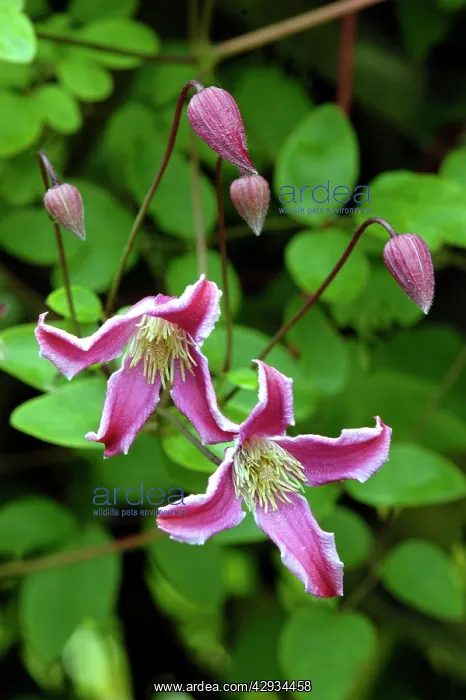 : Clematis - Texen ss. Etoile Rose : Clematis - Texen ss. Etoile Rose
