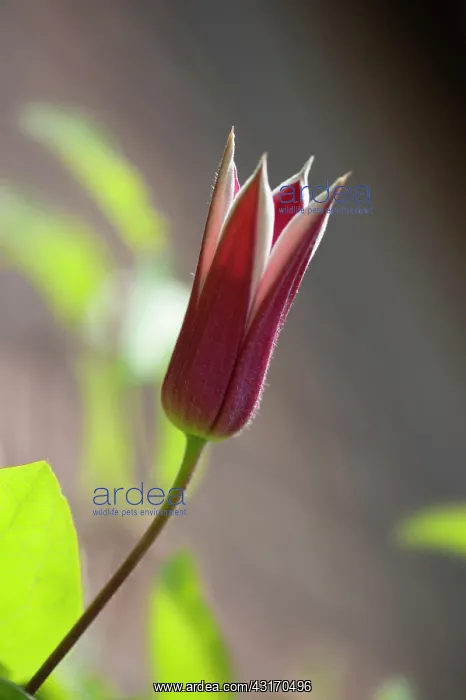 : Clematis texensis Princess Kate, Side view of : Clematis texensis Princess Kate, Side view of