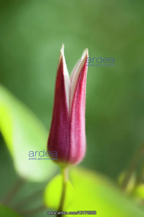 : Clematis texensis Princess Kate, Side view of : Clematis texensis Princess Kate, Side view of