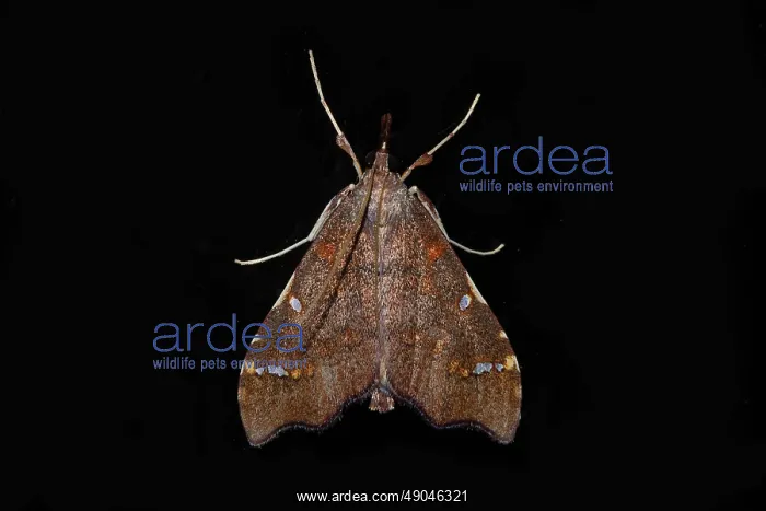 : Clematis Triangle : Clematis Triangle