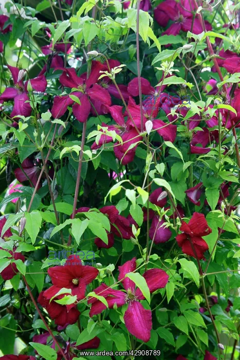 : Clematis - Ville de Lyon growing in garden : Clematis - Ville de Lyon growing in garden