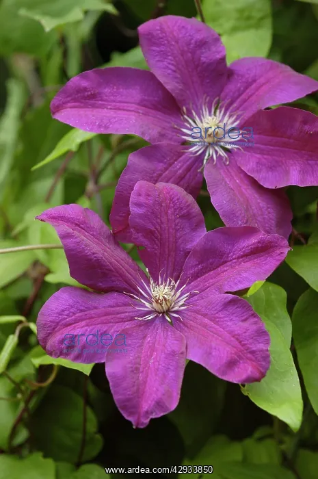  : Clematis - Vitecella Polish Spirit