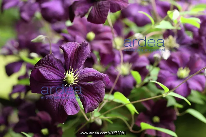 : Clematis westerplatte, Clematis viticella Westerplatte : Clematis westerplatte, Clematis viticella Westerplatte