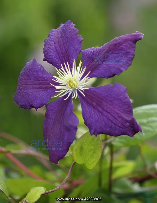 : Clematis - Wisley : Clematis - Wisley