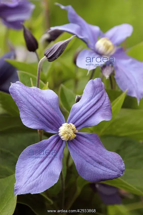 : Clematis x Durandii : Clematis x Durandii