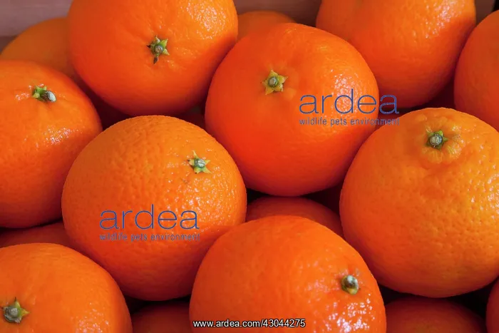 : Clementine : Clementine