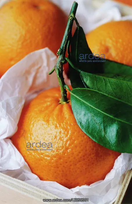 : Clementine : Clementine