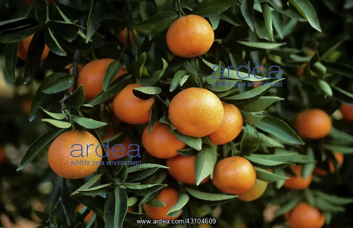 : Clementine on tree : Clementine on tree