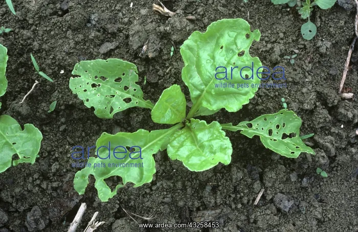 : Cleone Weevil leaf damage to sugar beet : Cleone Weevil leaf damage to sugar beet
