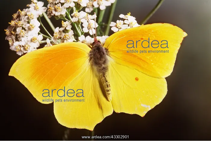 : CLEOPATRA BUTTERFLY - male on flower : CLEOPATRA BUTTERFLY - male on flower