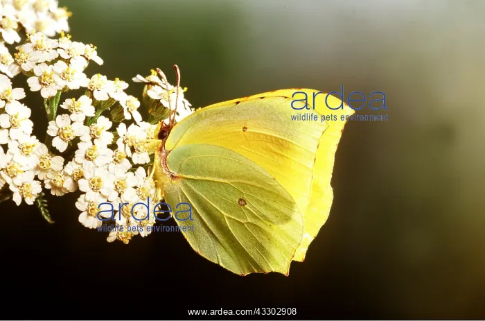  : CLEOPATRA BUTTERFLY - male on flower