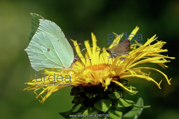 : Cleopatra (left) and Large Skipper Butterfly (Ochlodes : Cleopatra (left) and Large Skipper Butterfly (Ochlodes