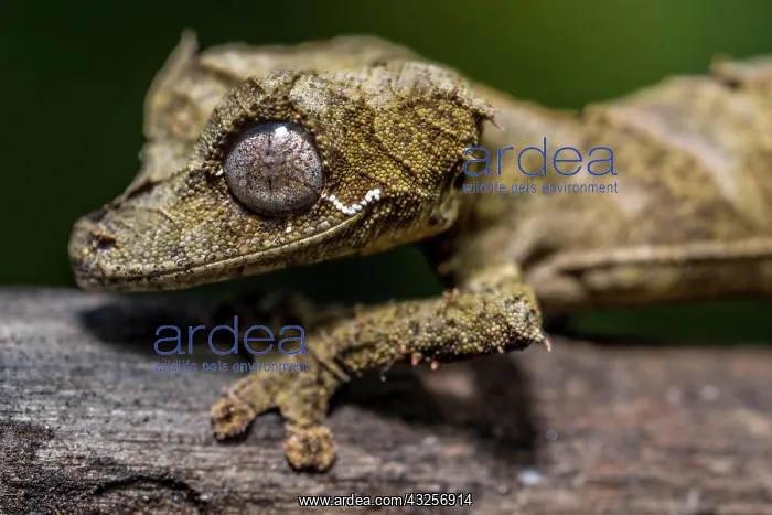  : Clever flat-tailed gecko (Uroplatus fetsy), Daraina