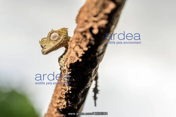 : Clever flat-tailed gecko (Uroplatus fetsy), Daraina : Clever flat-tailed gecko (Uroplatus fetsy), Daraina