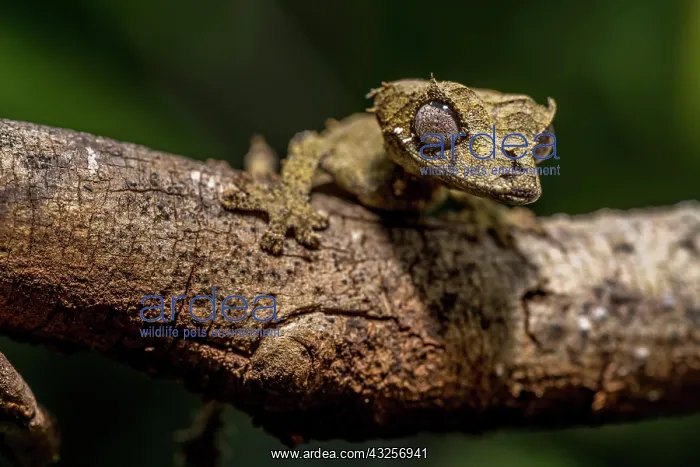 : Clever flat-tailed gecko (Uroplatus fetsy), Daraina : Clever flat-tailed gecko (Uroplatus fetsy), Daraina