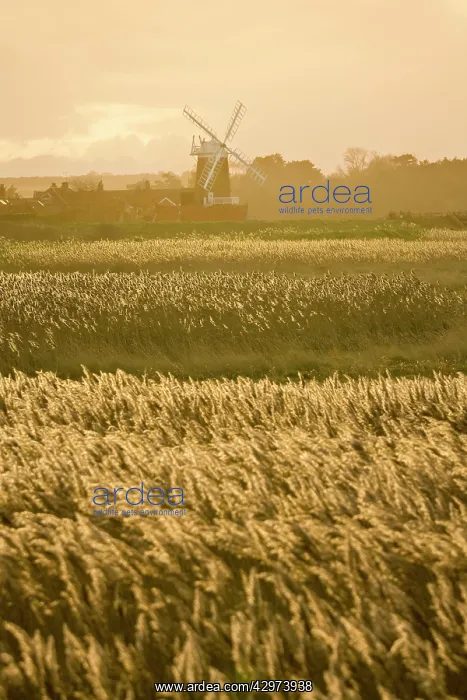 : Cley Mill and Reedbeds : Cley Mill and Reedbeds