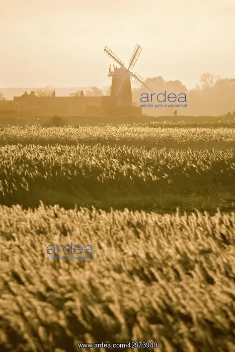: Cley Mill and Reedbeds : Cley Mill and Reedbeds