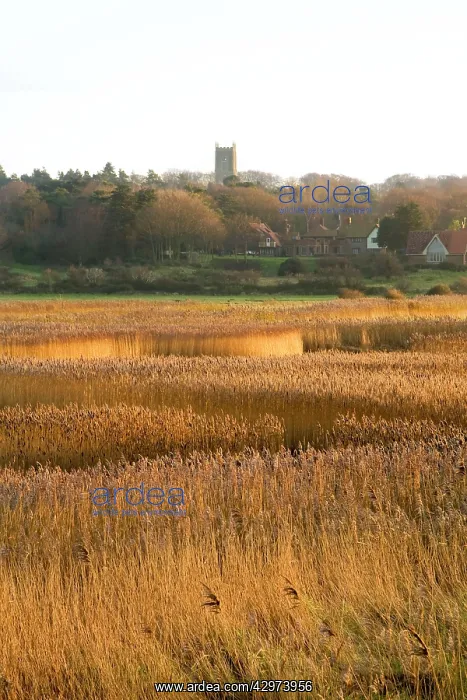 : Cley - village and reedbeds : Cley - village and reedbeds