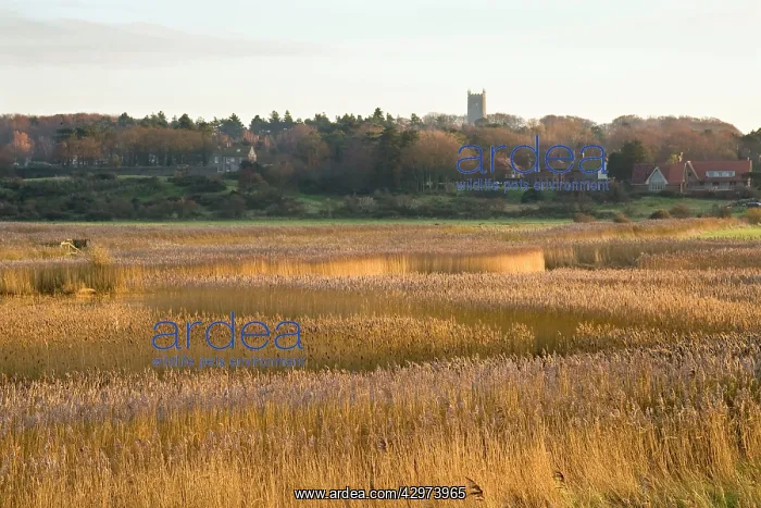 : Cley - village and reedbeds : Cley - village and reedbeds