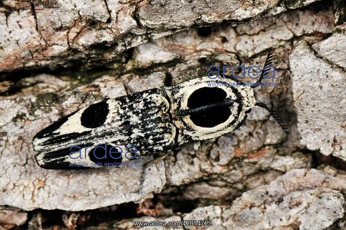: Click Beetle : Click Beetle