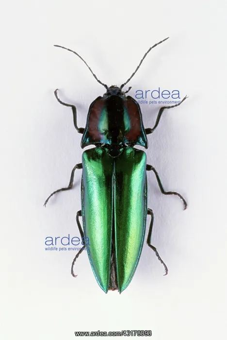 : Click Beetle : Click Beetle