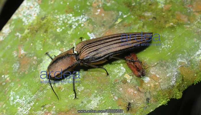 : Click Beetle : Click Beetle