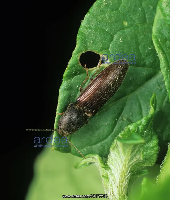 : Click Beetle (Athous haemarrhodalis) : Click Beetle (Athous haemarrhodalis)