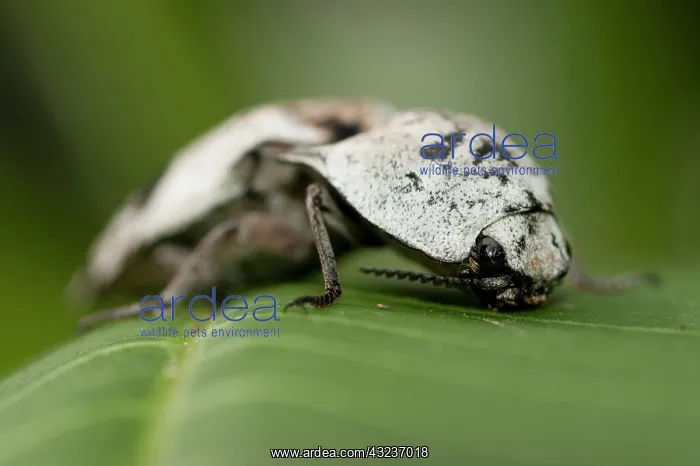 : Click Beetle Click Beetle on leaf Klungkung Bali Indon : Click Beetle Click Beetle on leaf Klungkung Bali Indon