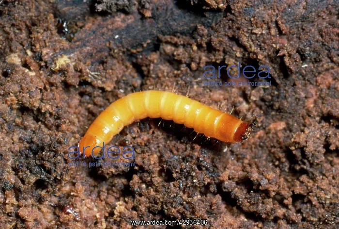 : Click Beetle Larva - garden wireworm : Click Beetle Larva - garden wireworm