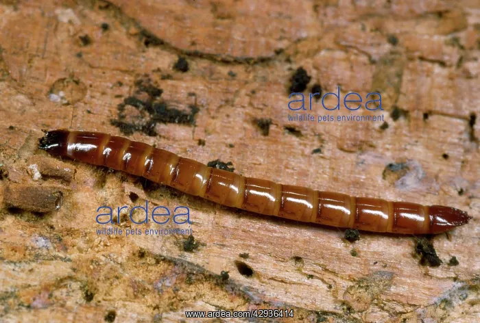 : Click Beetle Larva - garden wireworm : Click Beetle Larva - garden wireworm