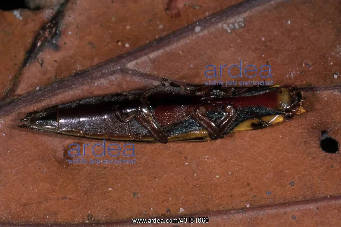 : Click Beetle Playing Dead : Click Beetle Playing Dead