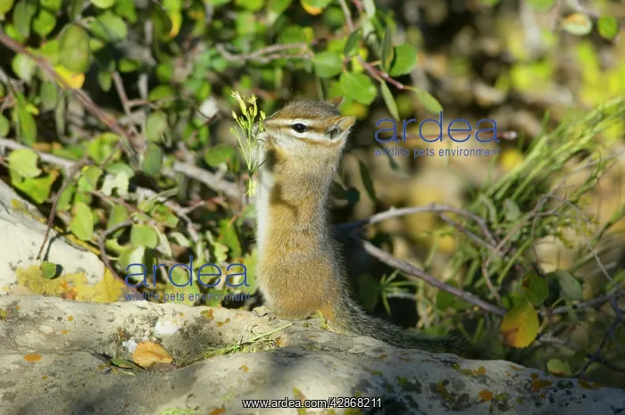 : Cliff Chipmunk - eating seeds : Cliff Chipmunk - eating seeds