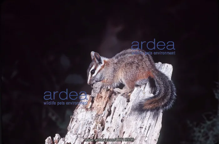  : Cliff CHIPMUNK - on log
