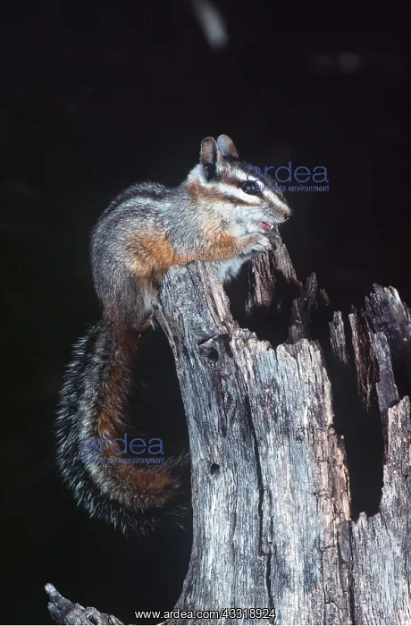 : Cliff CHIPMUNK - on tree stump : Cliff CHIPMUNK - on tree stump