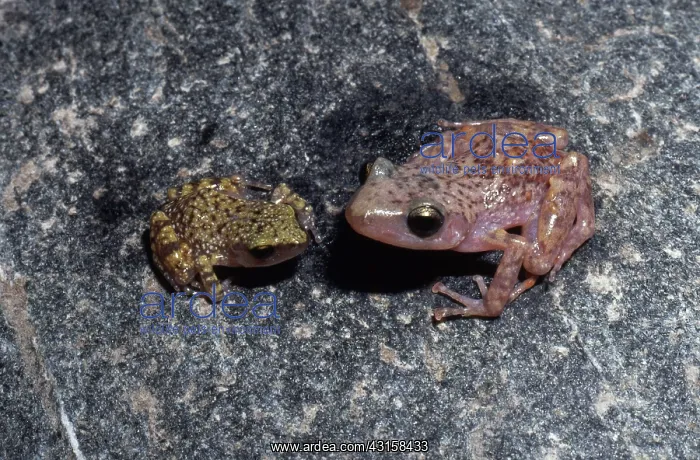 : Cliff Chirping Frogs : Cliff Chirping Frogs