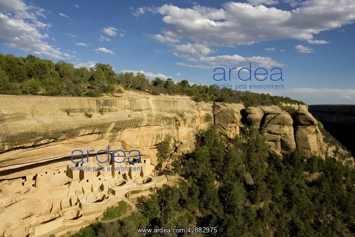 : Cliff Palace is the largest Anasazi cliff dwelling : Cliff Palace is the largest Anasazi cliff dwelling