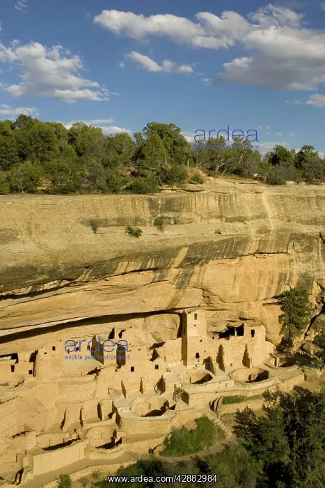 : Cliff Palace is the largest Anasazi cliff dwelling : Cliff Palace is the largest Anasazi cliff dwelling