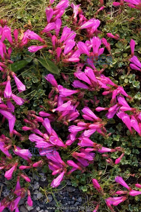 : Cliff Penstemon : Cliff Penstemon