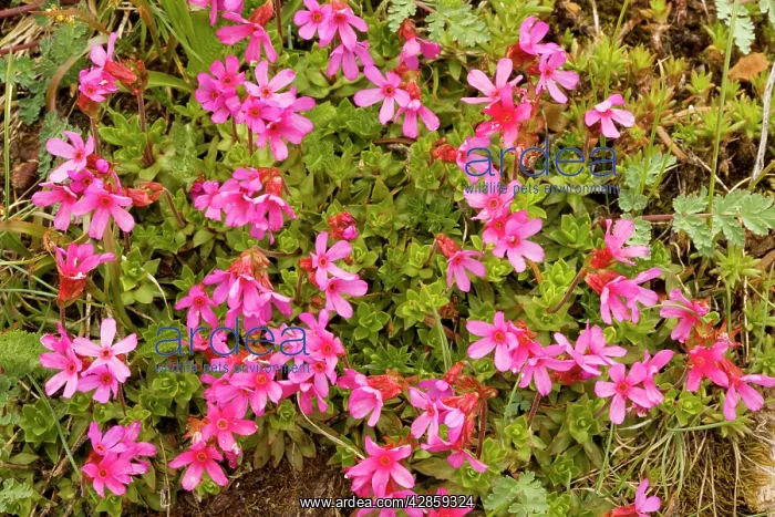 : Cliff-Primrose / Smooth Douglasia : Cliff-Primrose / Smooth Douglasia