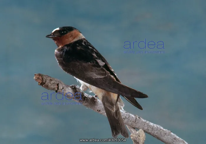 : Cliff Swallow : Cliff Swallow