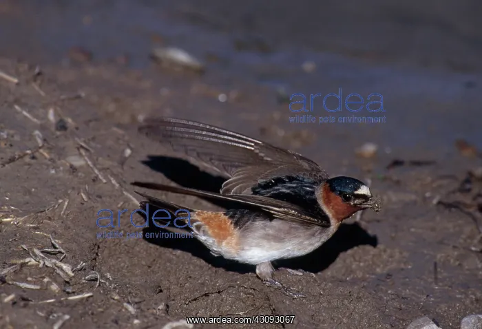 : Cliff Swallow : Cliff Swallow