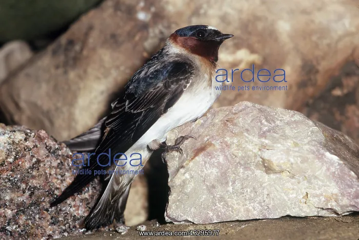 : CLIFF SWALLOW : CLIFF SWALLOW