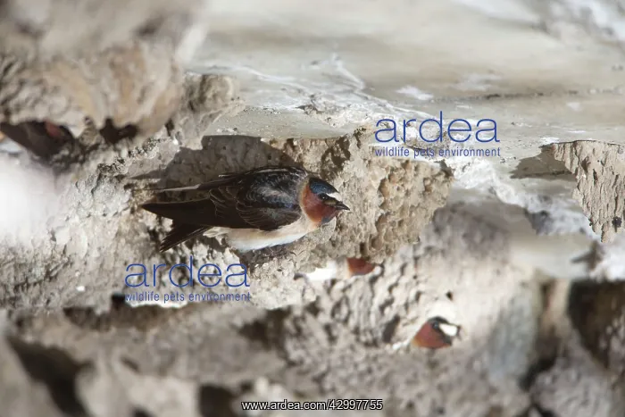 : Cliff Swallow - birds at nesting colony under bridge : Cliff Swallow - birds at nesting colony under bridge