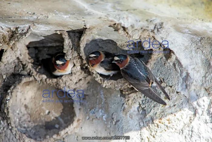: Cliff Swallow - birds at nesting colony under bridge : Cliff Swallow - birds at nesting colony under bridge